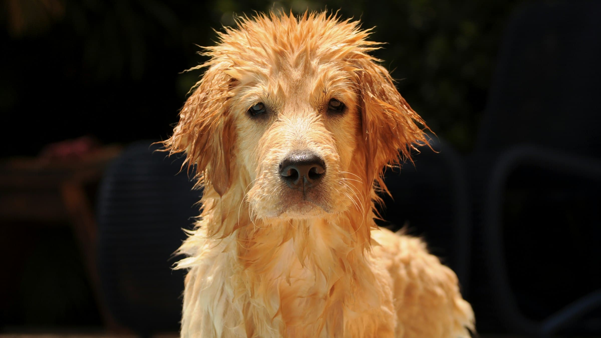 A wet golden retriever after a bath, against a dark background