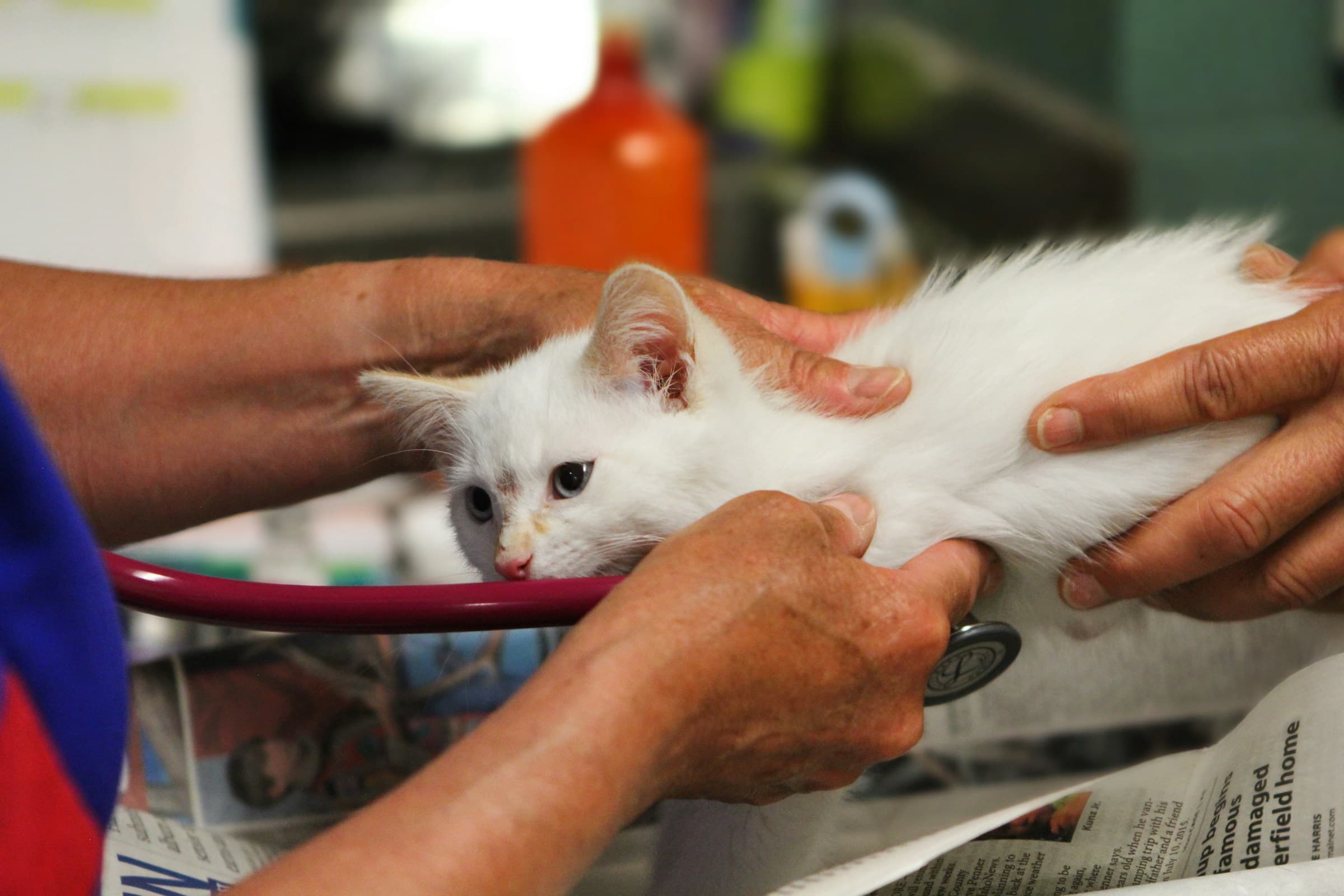 A veterinarian's hands examining a white kitten on the exam table, a stethoscope beside it
